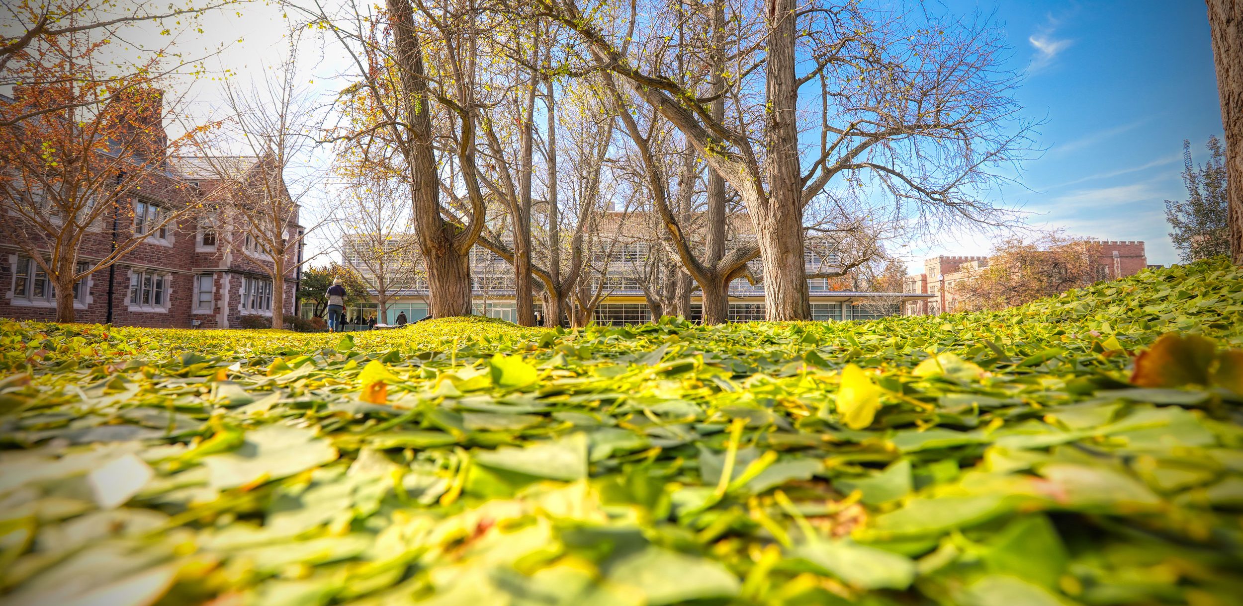 Green ginkgo leaves fallen on the ground on the Danforth Campus outside of Olin Library.