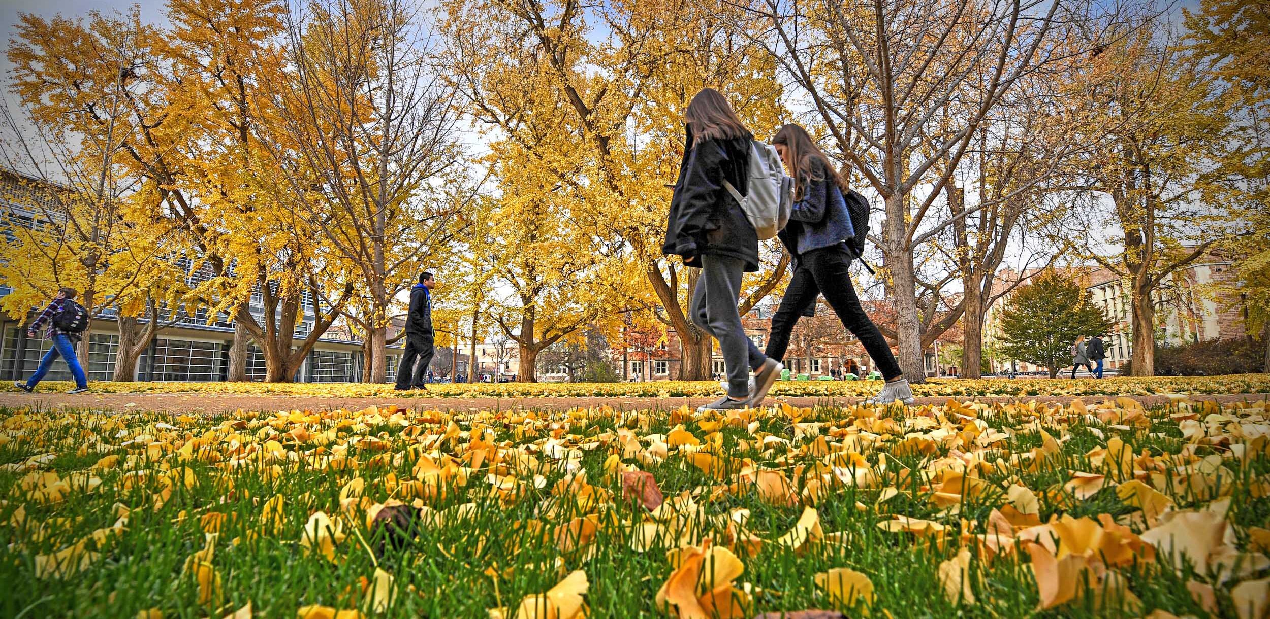 Students walking across the quad during fall when the yellow ginkgo leaves are draping the campus lawns.