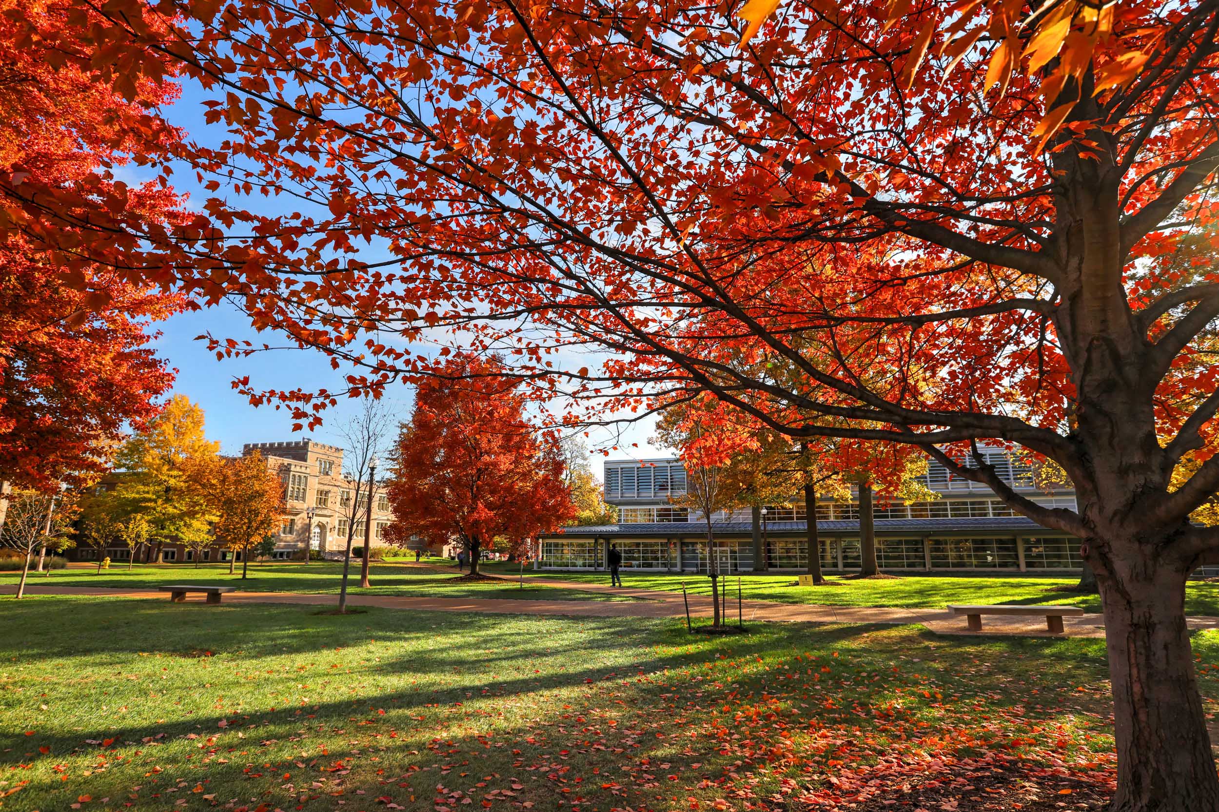 Fall foliage on Danforth Campus outside of Olin Library.