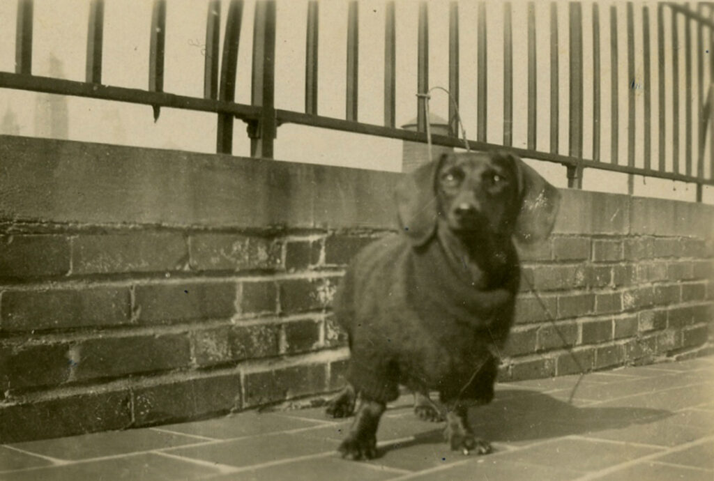 A solid-color dachshund (also known as the wiener or sausage dog) stands looking at the camera. The dog is tied to a low fence atop a short brick wall.
