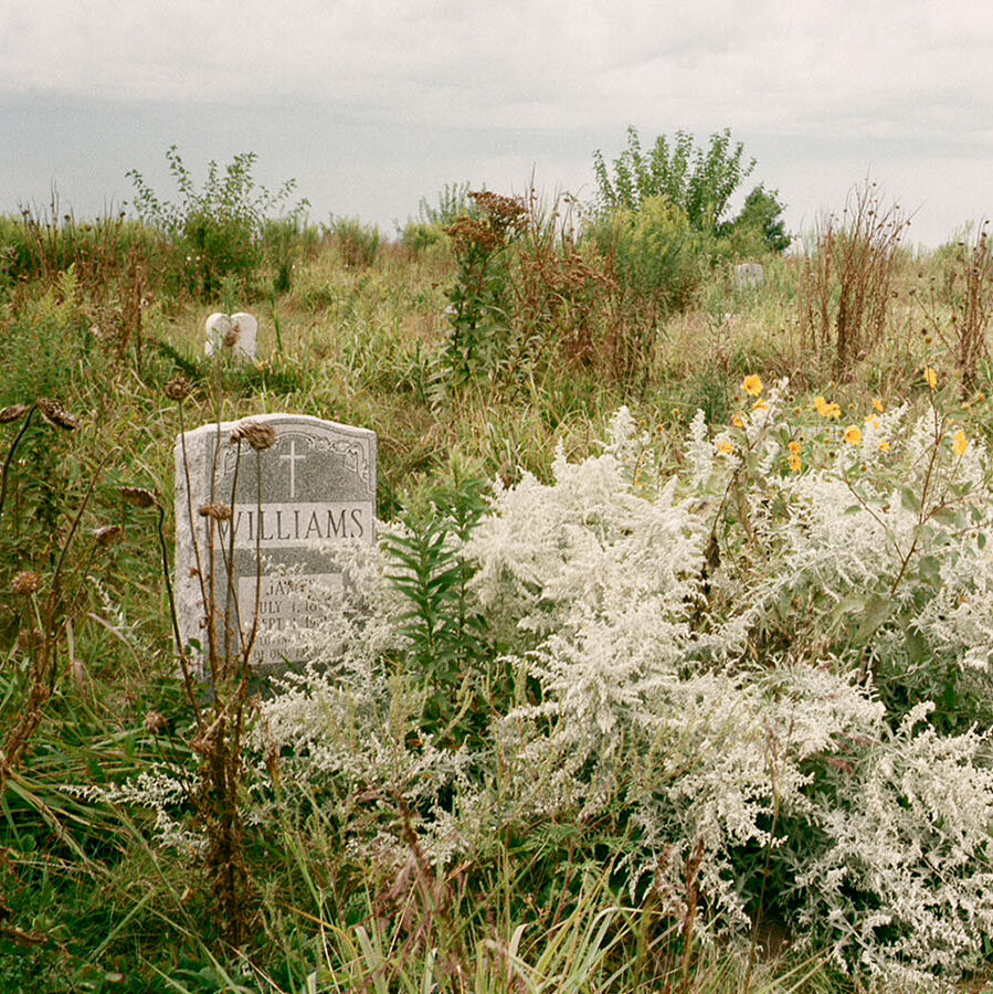 The photo depicts a natural, overgrown field. There are trees in the background and a bush with small, yellow wildflowers in the foreground. Alongside the bush is a headstone that reads "Williams."