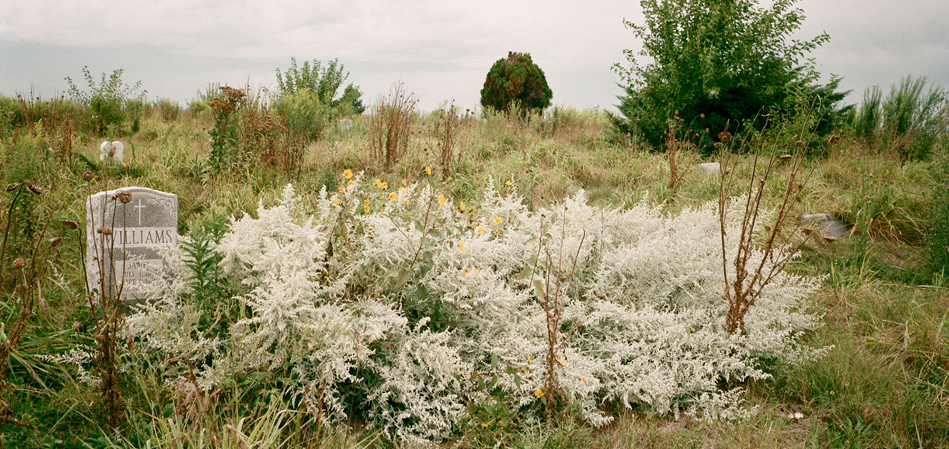 The photo depicts a natural, overgrown field. There are trees in the background and a bush with small, yellow wildflowers in the foreground. Alongside the bush is a headstone that reads "Williams."