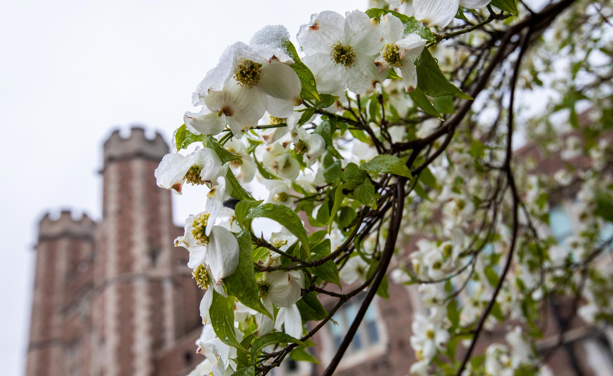 White dogwood blooms with Brookings Hall in the background.