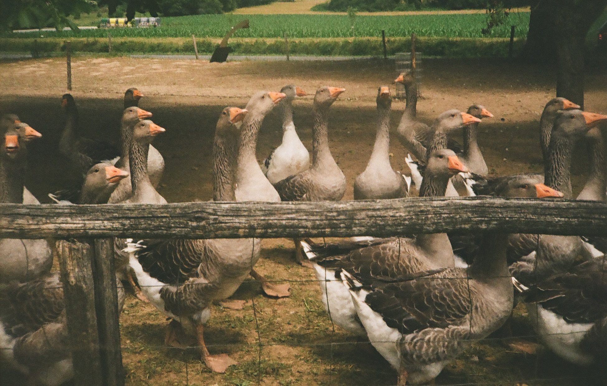 Collection of geese on a farm