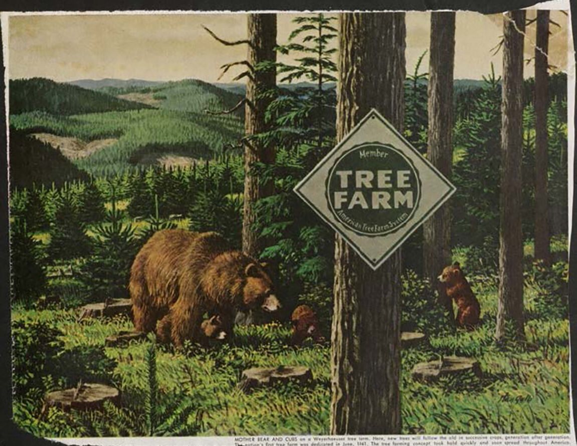 A mother bear and three cubs are drawn in a wooded area with many of the trees cut down to the roots. In the foreground, one of the trees has a sign reading “Tree Farm,” suggesting the conception of an industrial forest. The header image was illustrated by Stanley Galli.