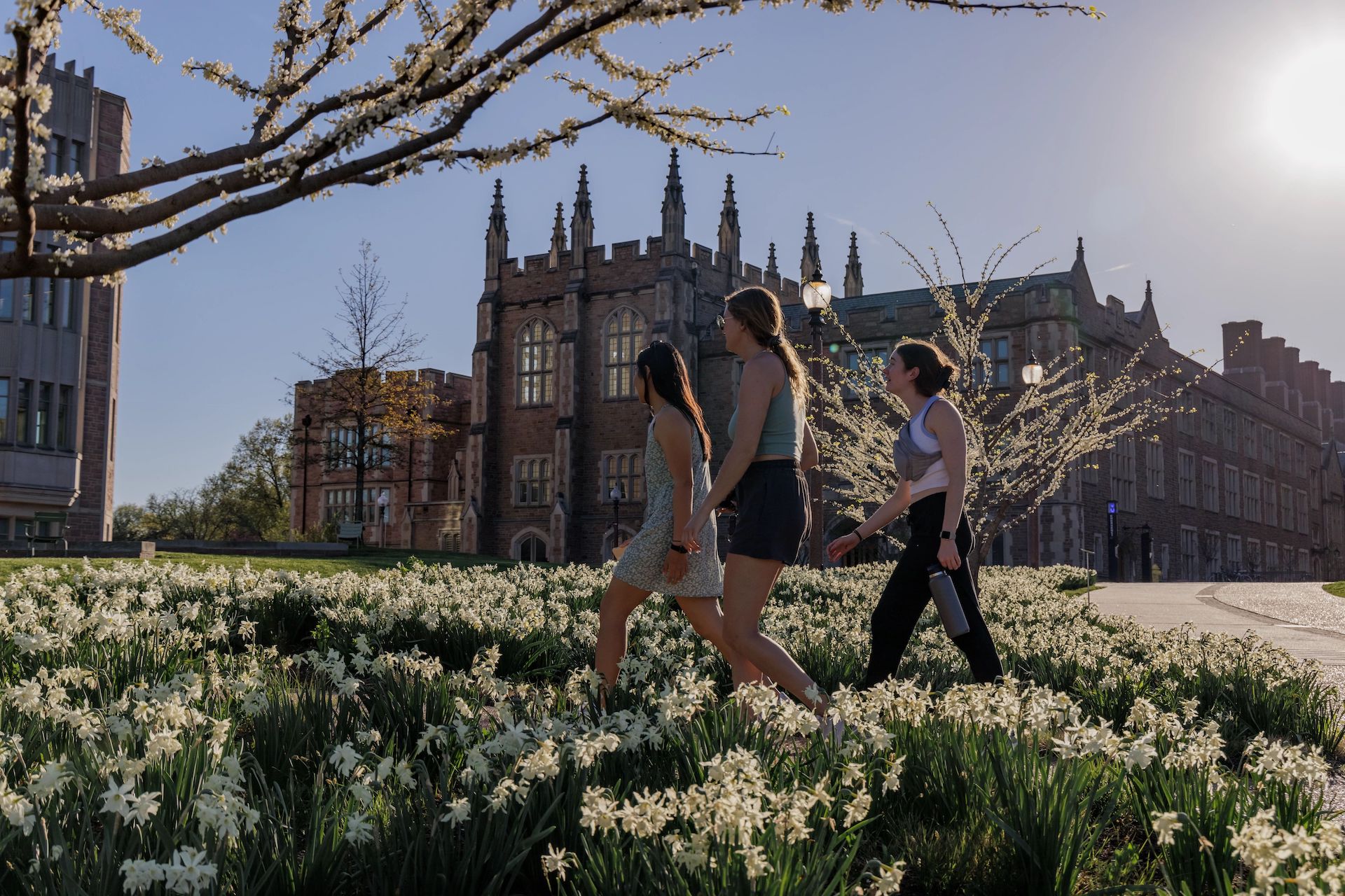 Blooming white flowers with three students walking on a path and campus building with spires in the background.