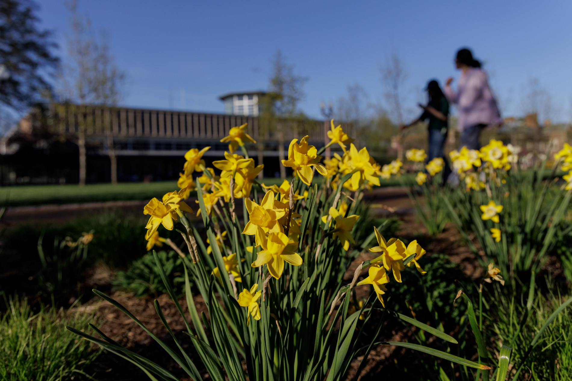 Students walk past Daffodils with John M. Olin Library in the background.