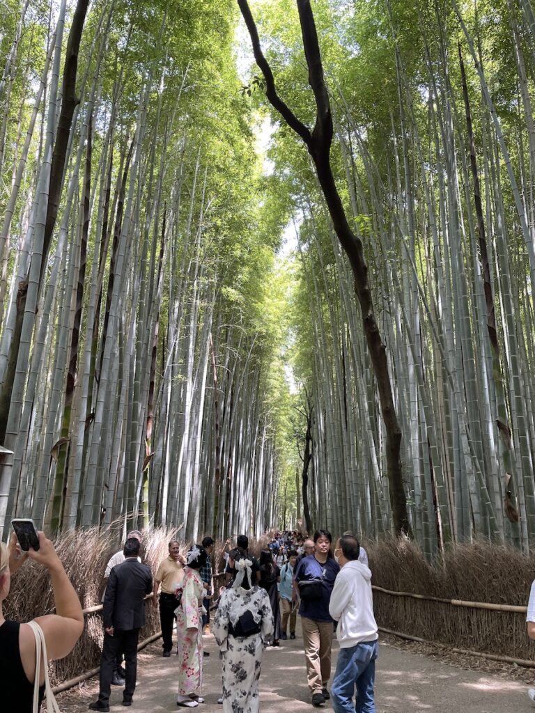 A forest of tall bamboos