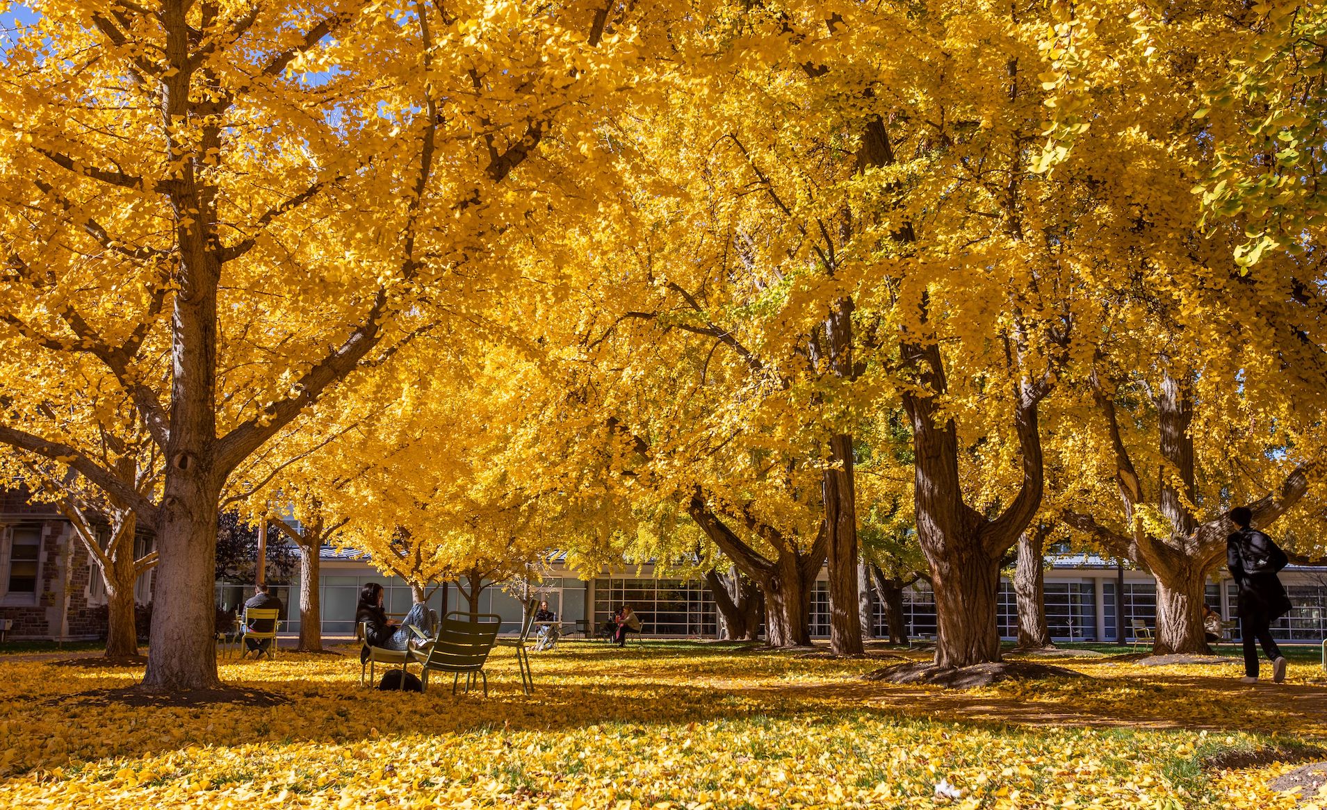 Ginkgo trees covered with golden yellow leaves and a carpet of yellow leaves on the ground with Olin Library in the background.