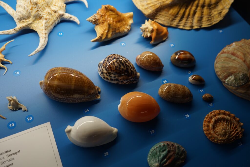 A display of shells and conches