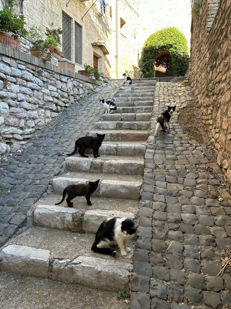 Cats outside of our apartment in Assisi.