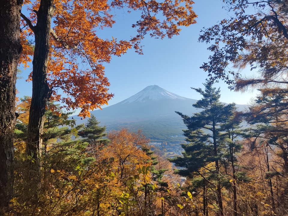 A mountain and trees with yellowed leaves