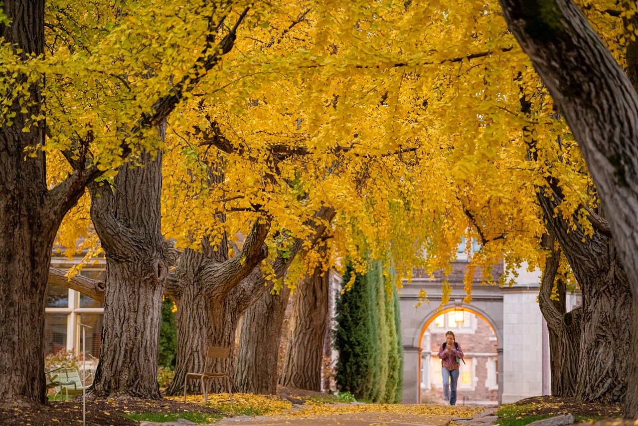 Fall on WashU campus