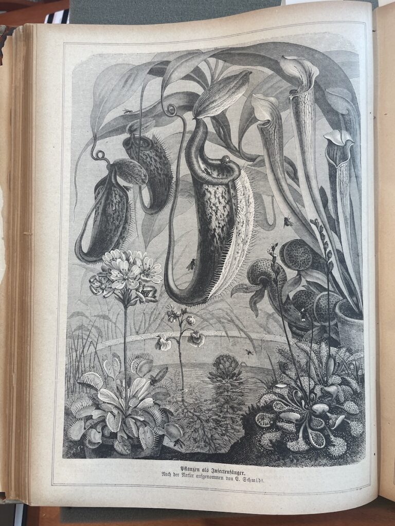 Botanical illustration of carnivorous plants from Die Gartenlaube by Emil Schmidt